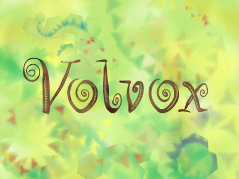 Volvox Trailer